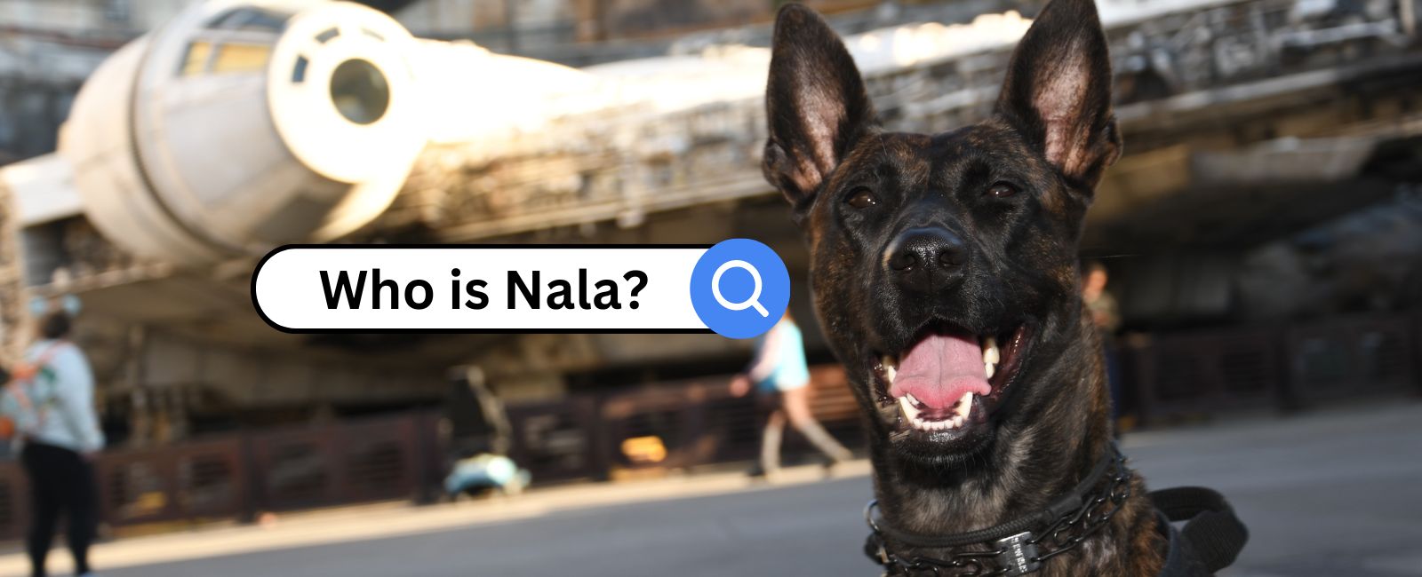 Meet Nala: My Dutch Shepherd Service Dog & Best Friend