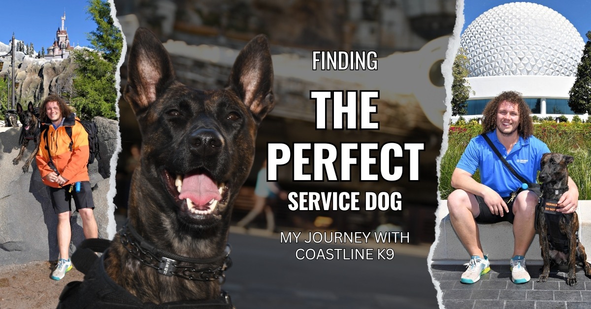 A collage featuring three photos of Nala, a Dutch Shepherd service dog, with her owner at various locations in Disney World, including Magic Kingdom, Hollywood Studios, and EPCOT, showcasing their journey with Coastline K9.